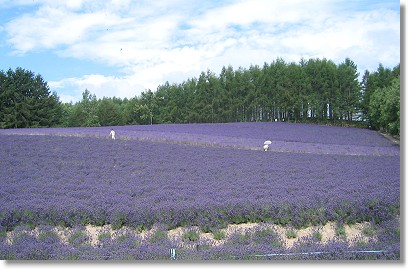 �g���f�B�V���i�����x���_�[��