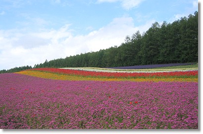 �t�@�[���x�c �ʂ�̔�