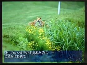 ���k�C����